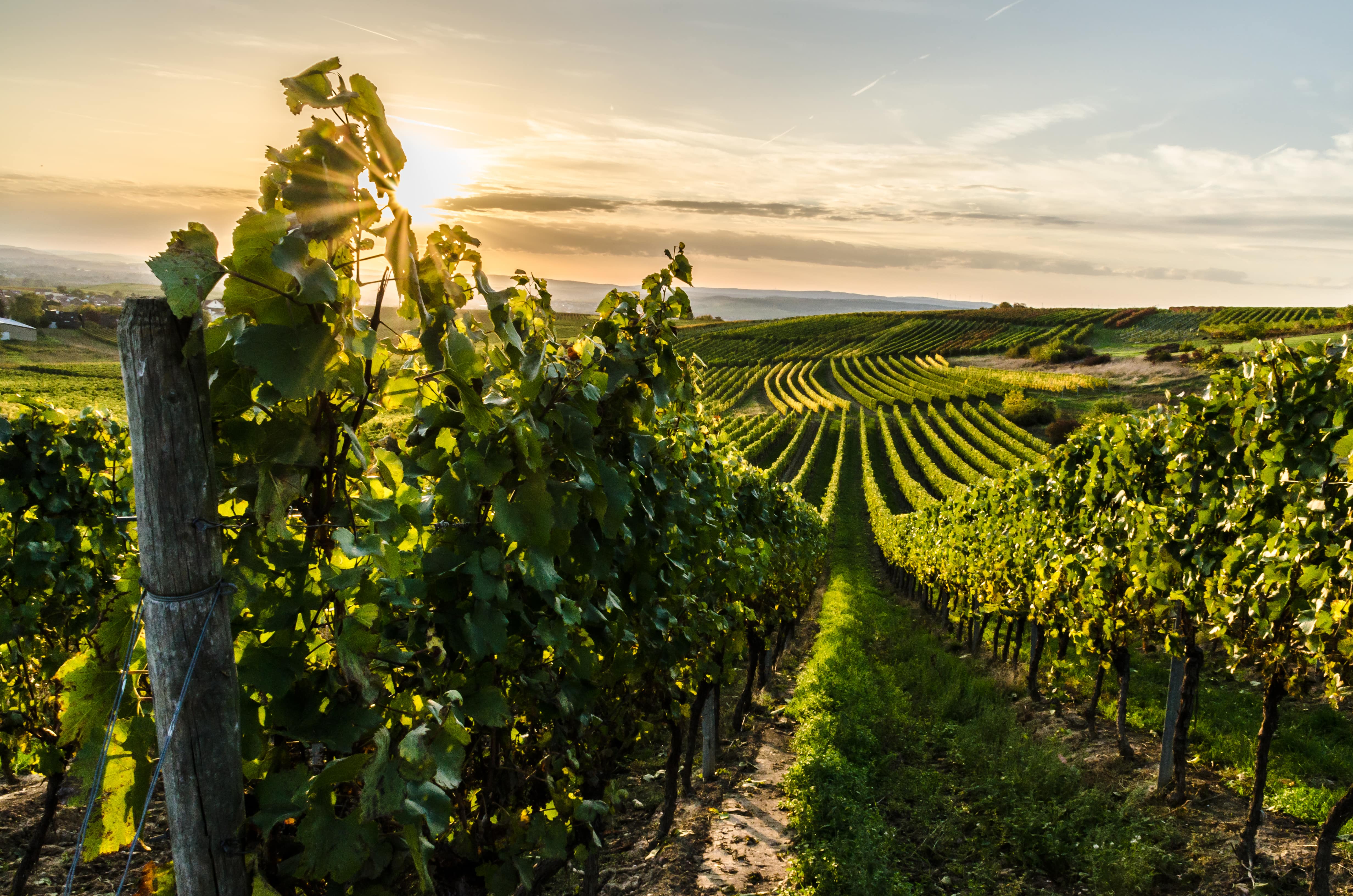 Vins rouges
